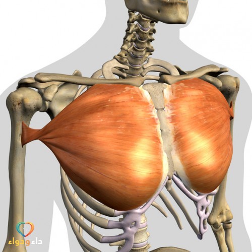 علاج التهاب عضلات القفص الصدري